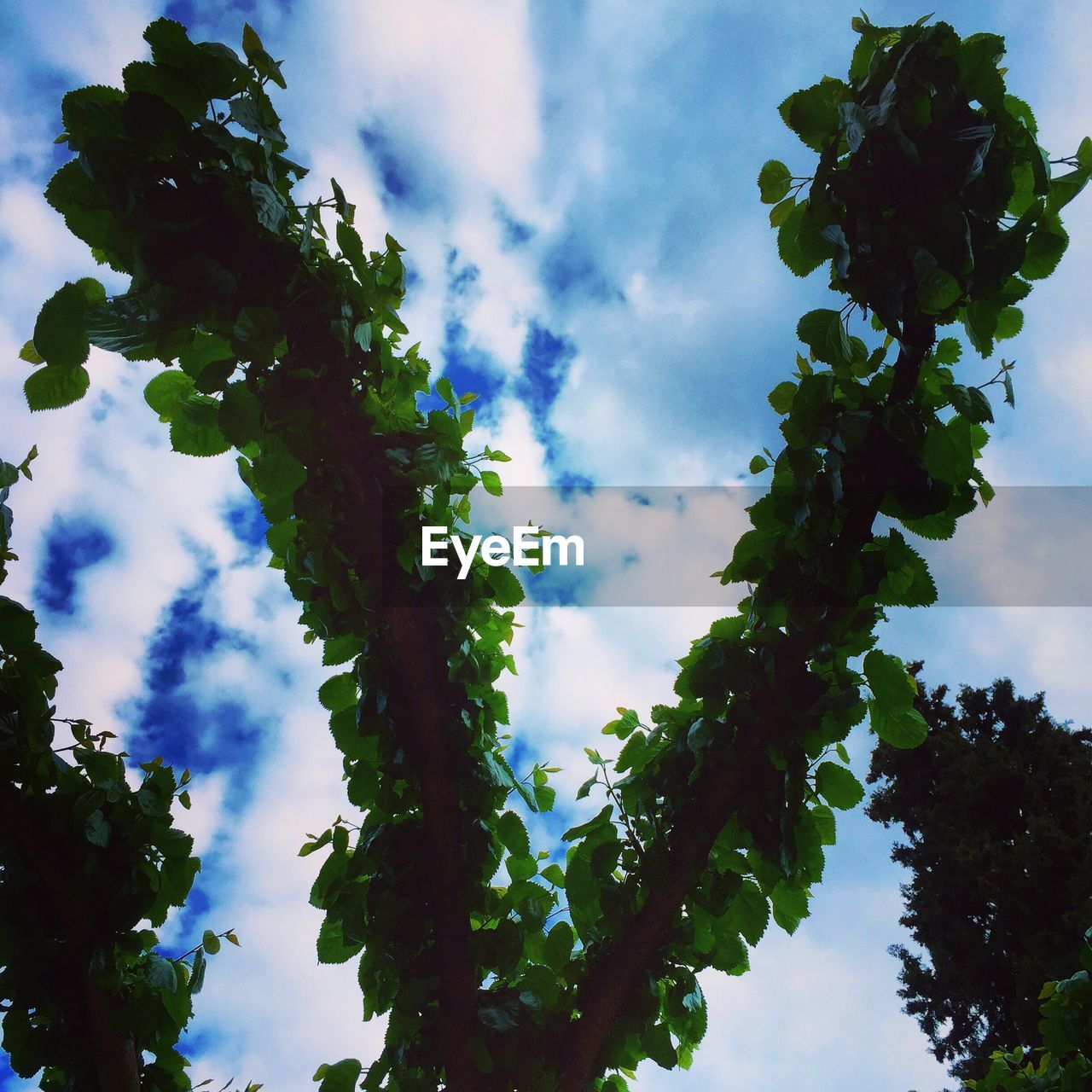 LOW ANGLE VIEW OF GREEN TREE AGAINST SKY