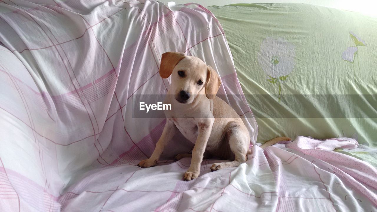 CLOSE-UP OF PUPPY ON BED