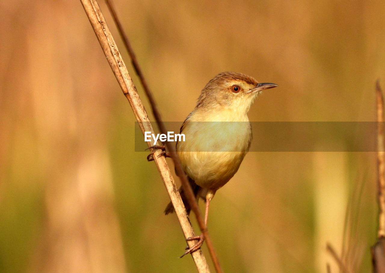 Plain prinia in action