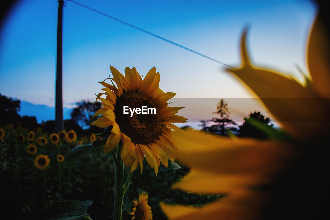 Close-up of sunflower against sky