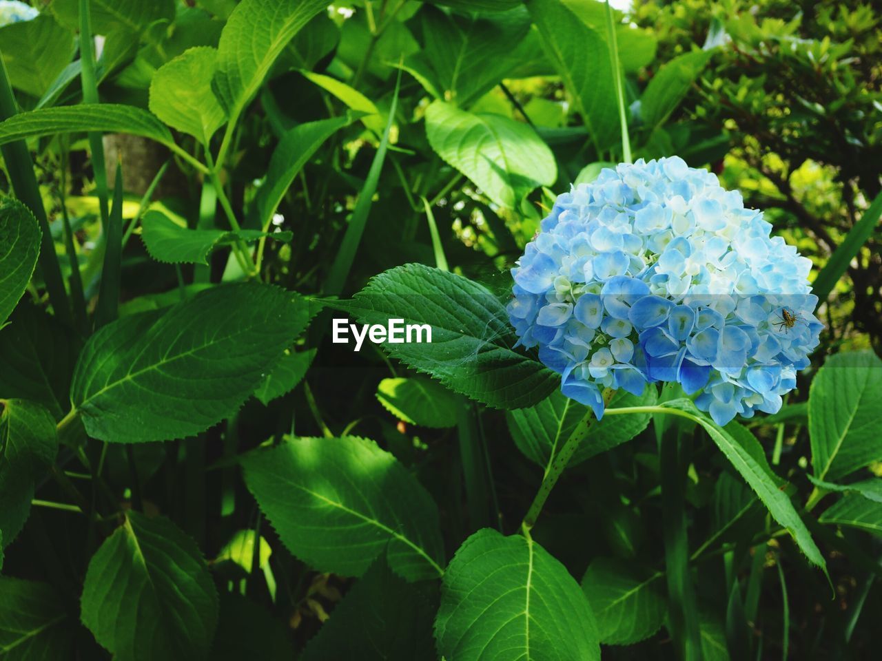 CLOSE-UP OF BLUE HYDRANGEA BLOOMING OUTDOORS
