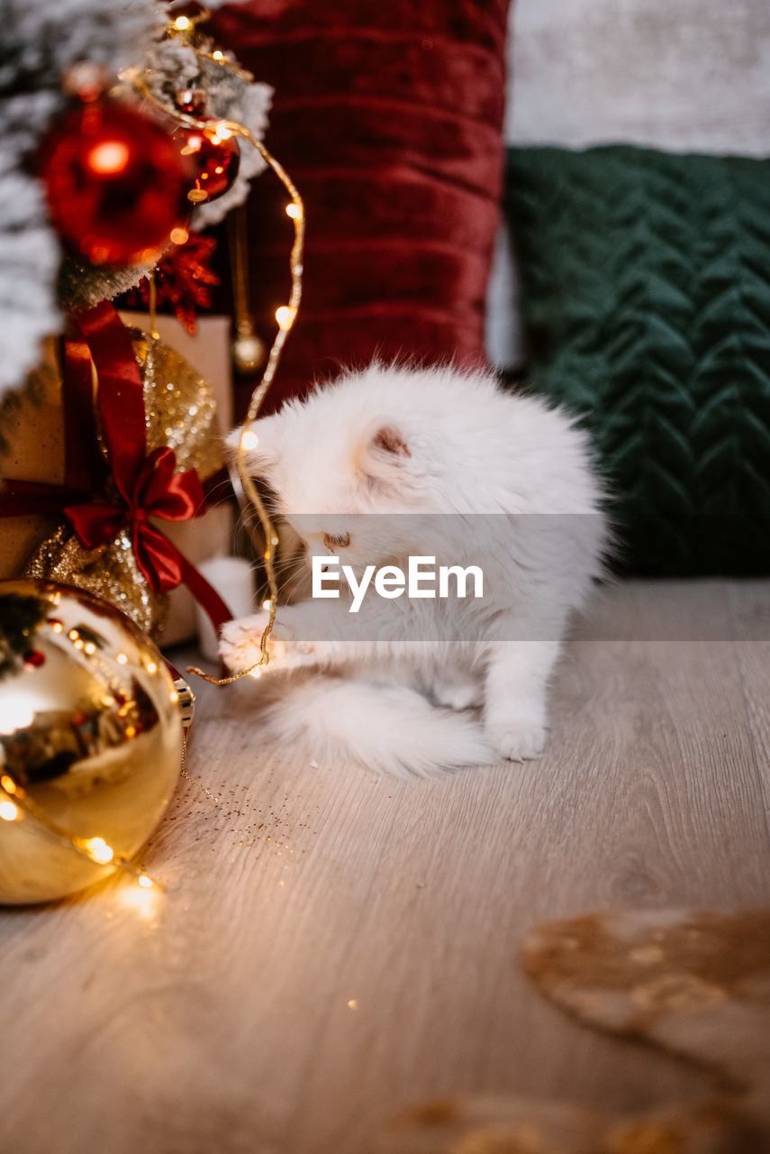 VIEW OF A CAT WITH CHRISTMAS TREE