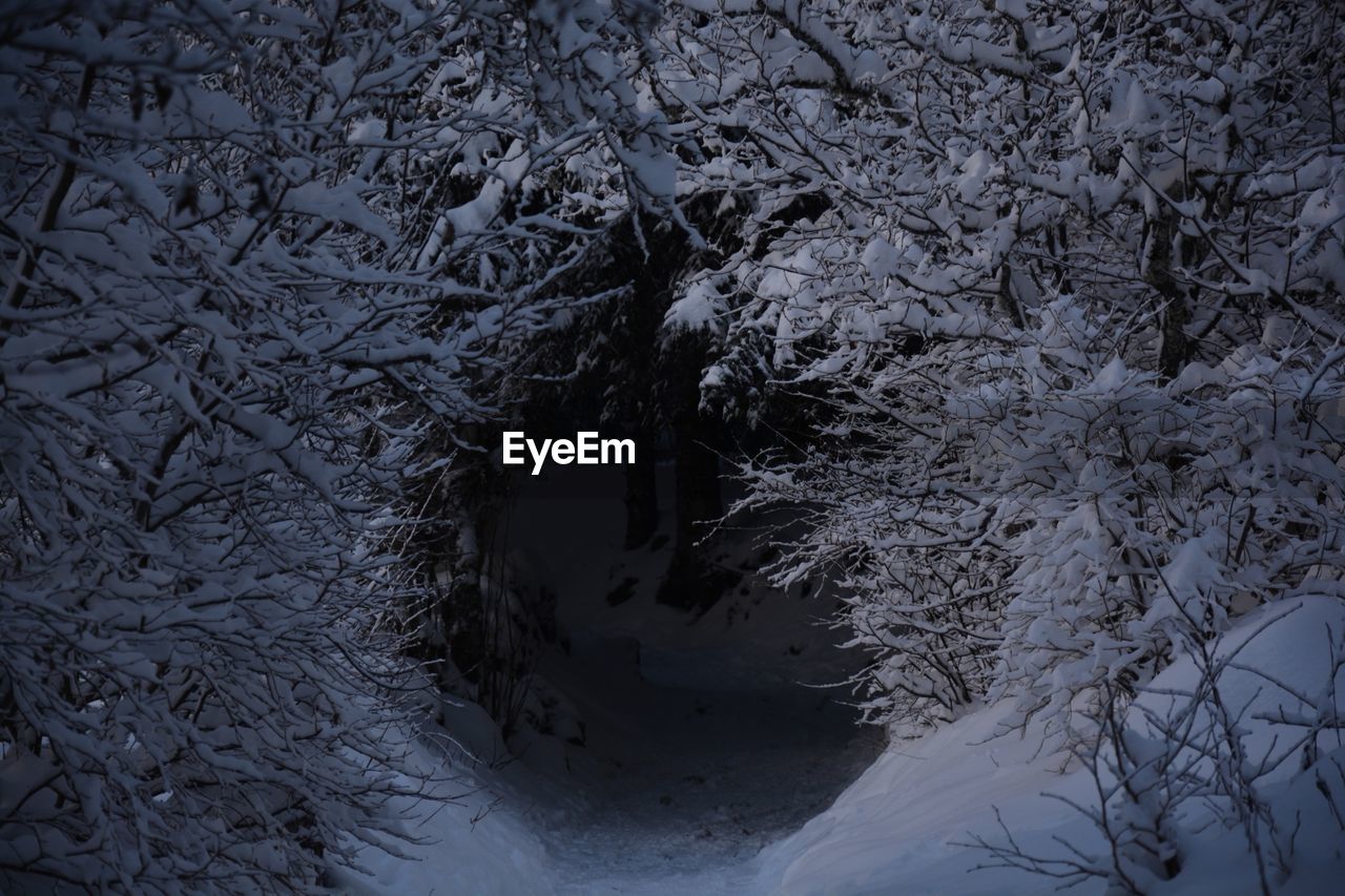 Close-up of snow covered trees