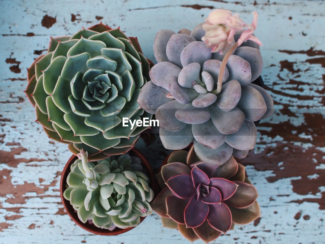 Directly above shot of succulent plants on table
