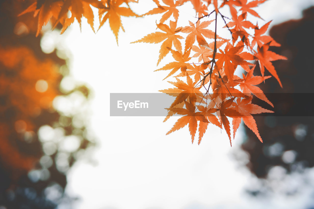 Low angle view of autumn leaves on tree