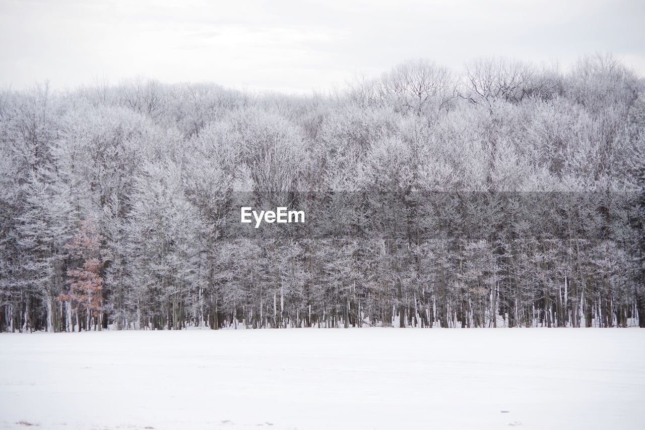 Frost covered trees on snow covered field