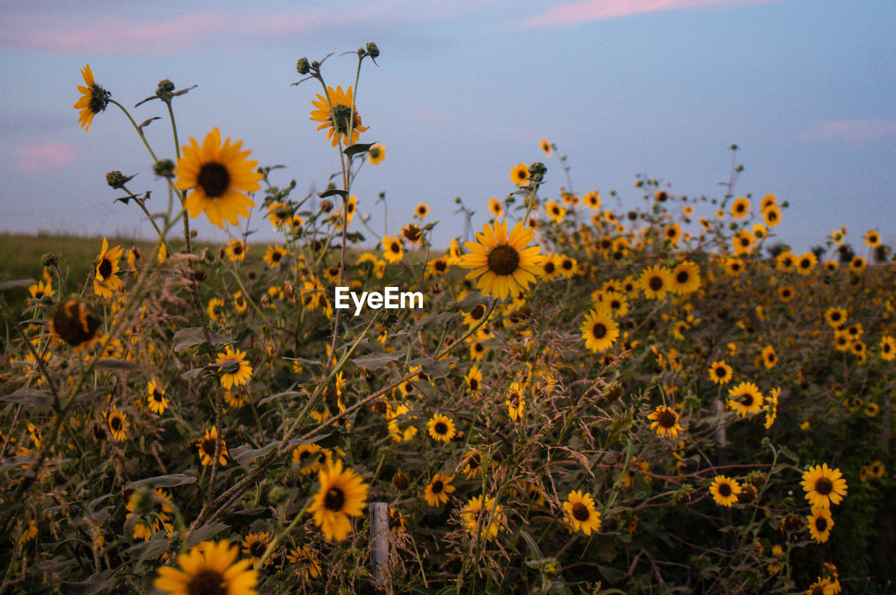 Sunflowers blooming in field