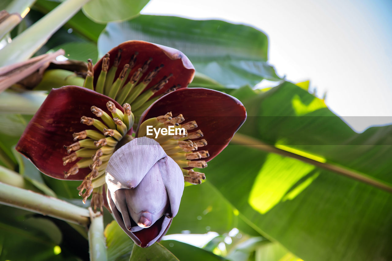 plant, flower, leaf, flowering plant, plant part, green, nature, beauty in nature, macro photography, freshness, growth, close-up, blossom, no people, fragility, flower head, food, yellow, petal, outdoors, food and drink, inflorescence, environment, tropical climate, focus on foreground, day