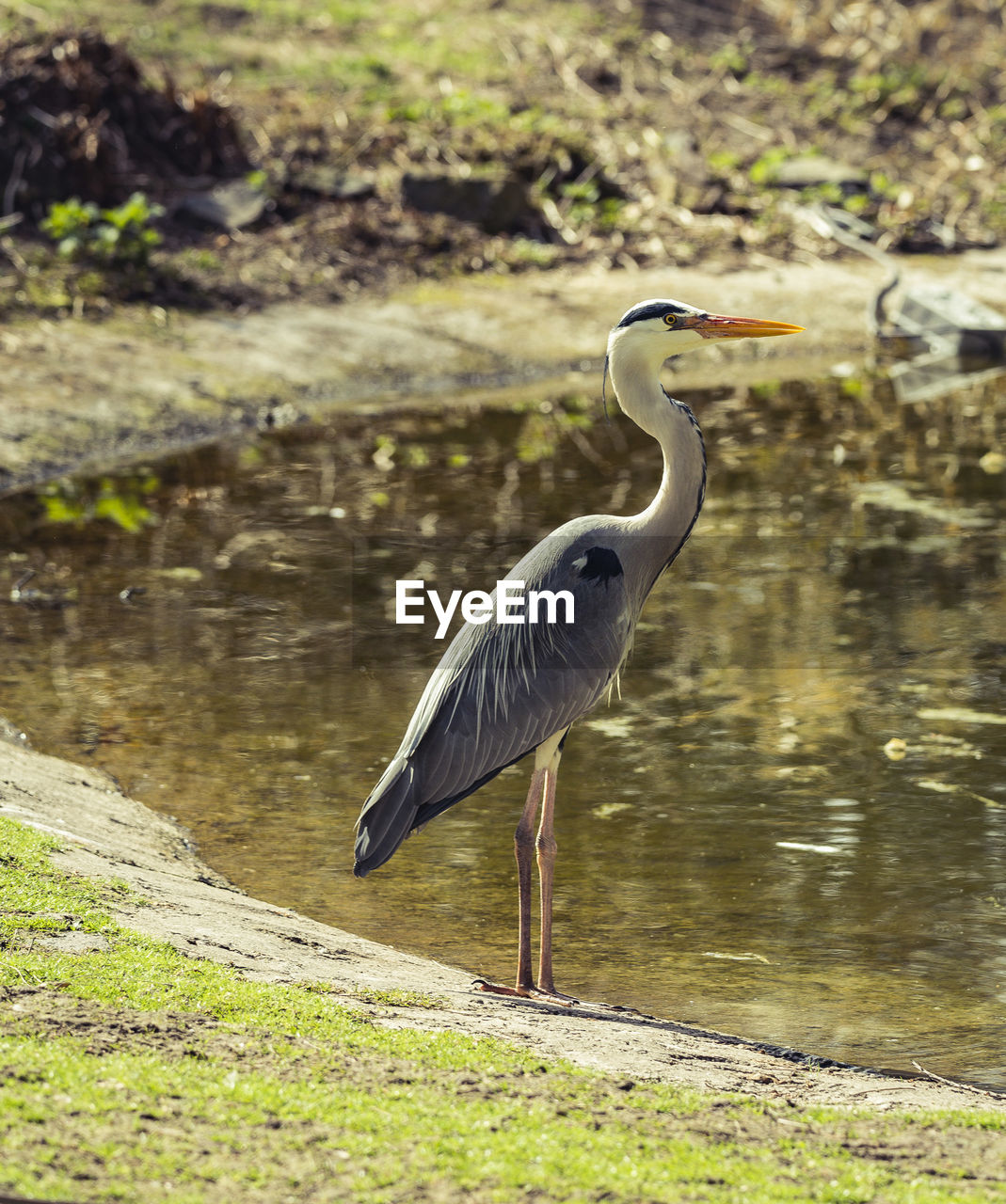 HIGH ANGLE VIEW OF HERON ON LAKESHORE