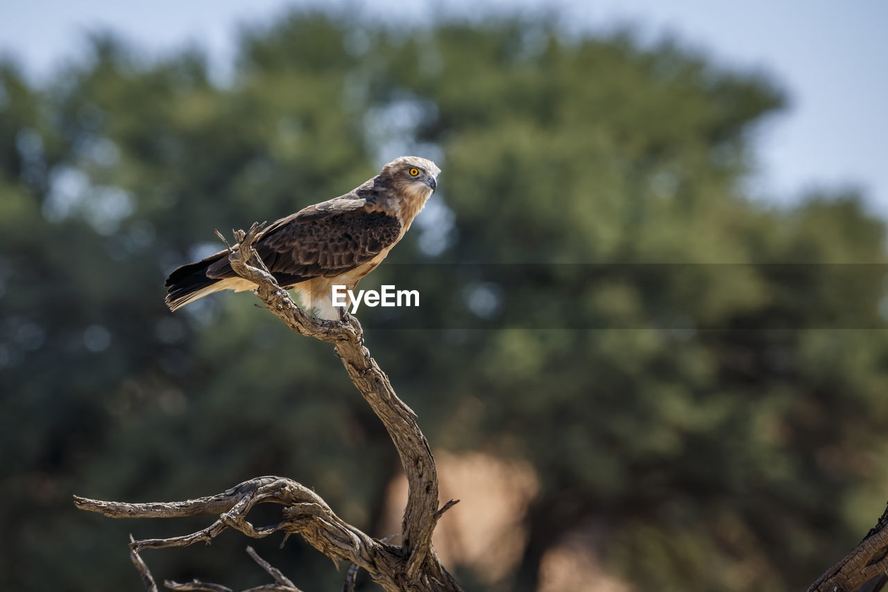 low angle view of eagle perching on tree