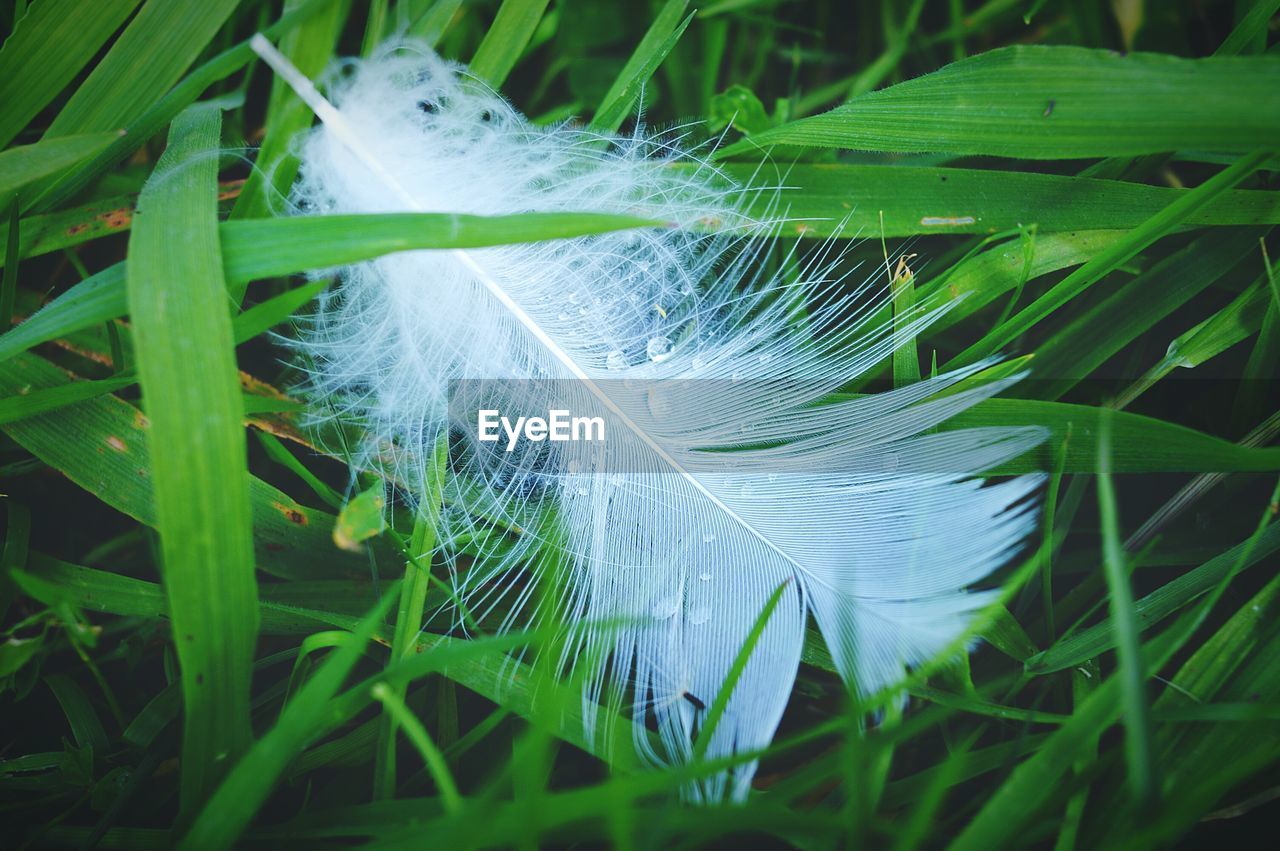 High angle view of wet white feather on grass