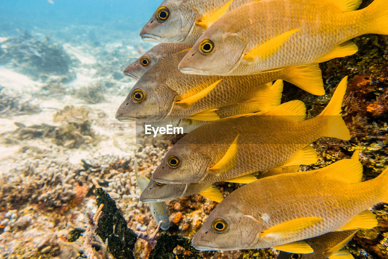 CLOSE-UP OF FISH UNDERWATER