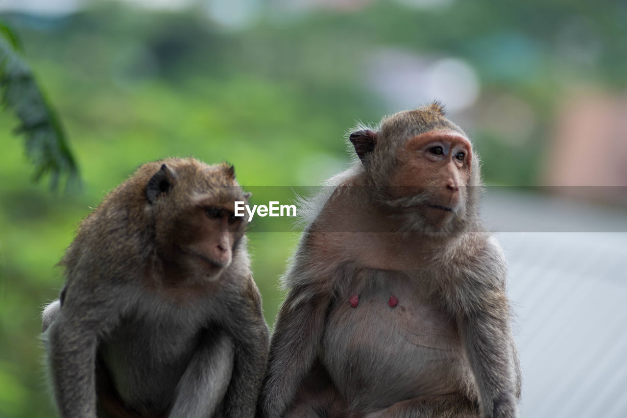 Monkeys sitting outdoors