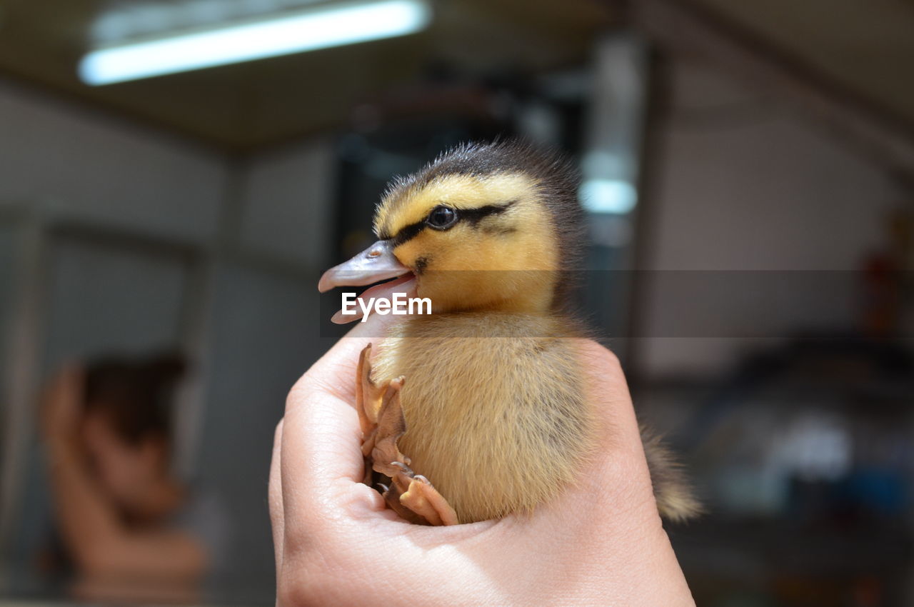 Close-up of hand holding young bird