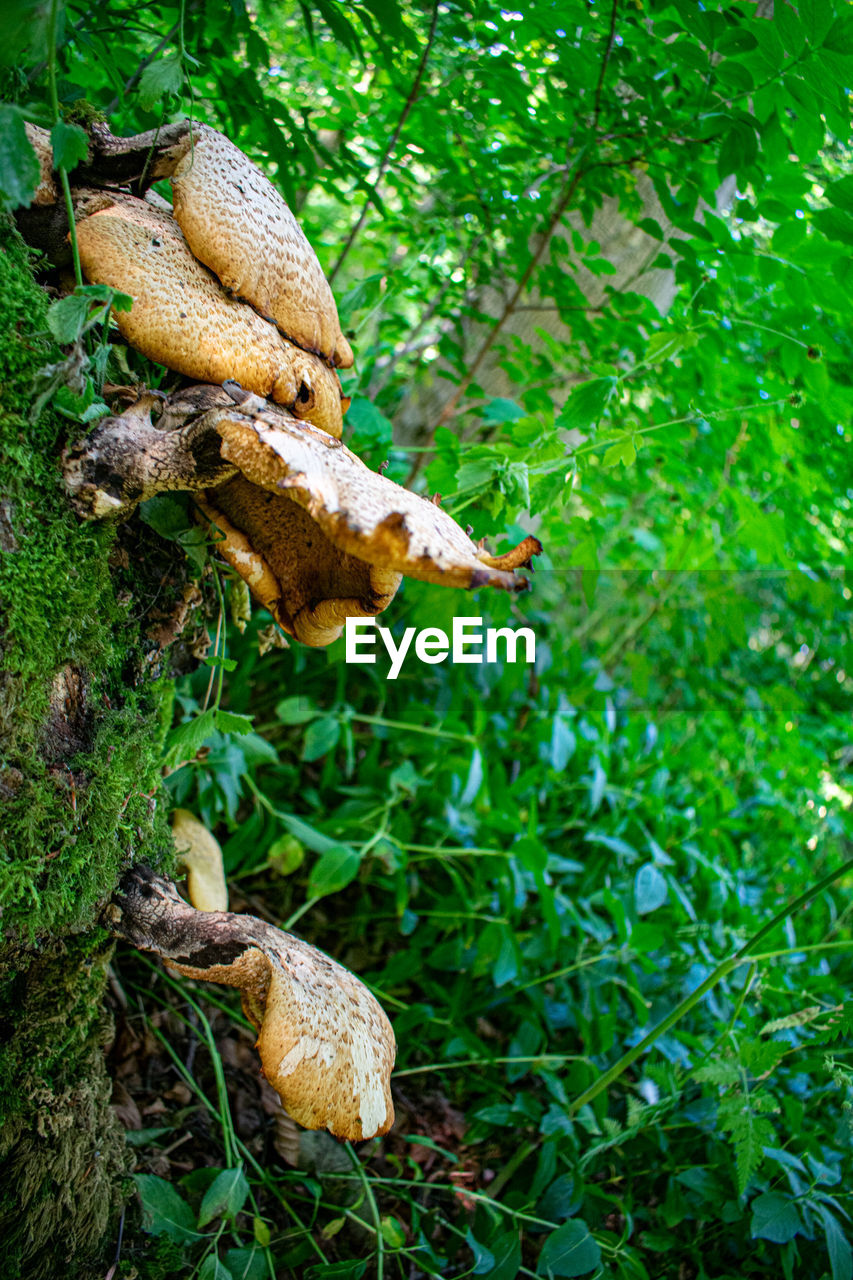 CLOSE-UP OF MUSHROOMS GROWING ON LAND