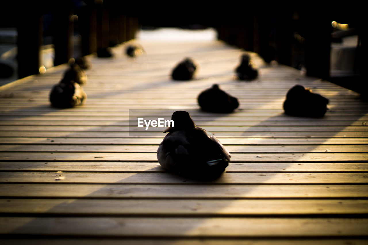 Close-up of ducks relaxing on boardwalk