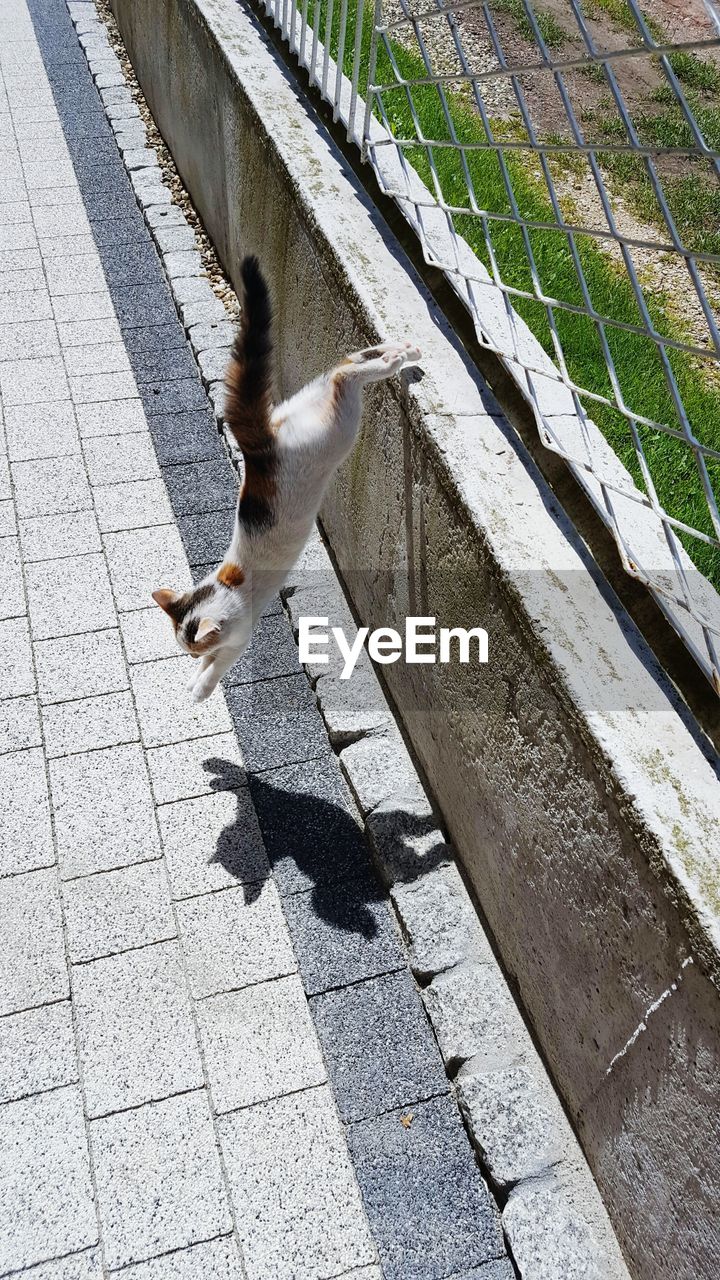 High angle view of cat jumping off fence
