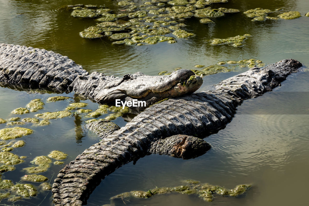 High angle view of an alligator in the swamps