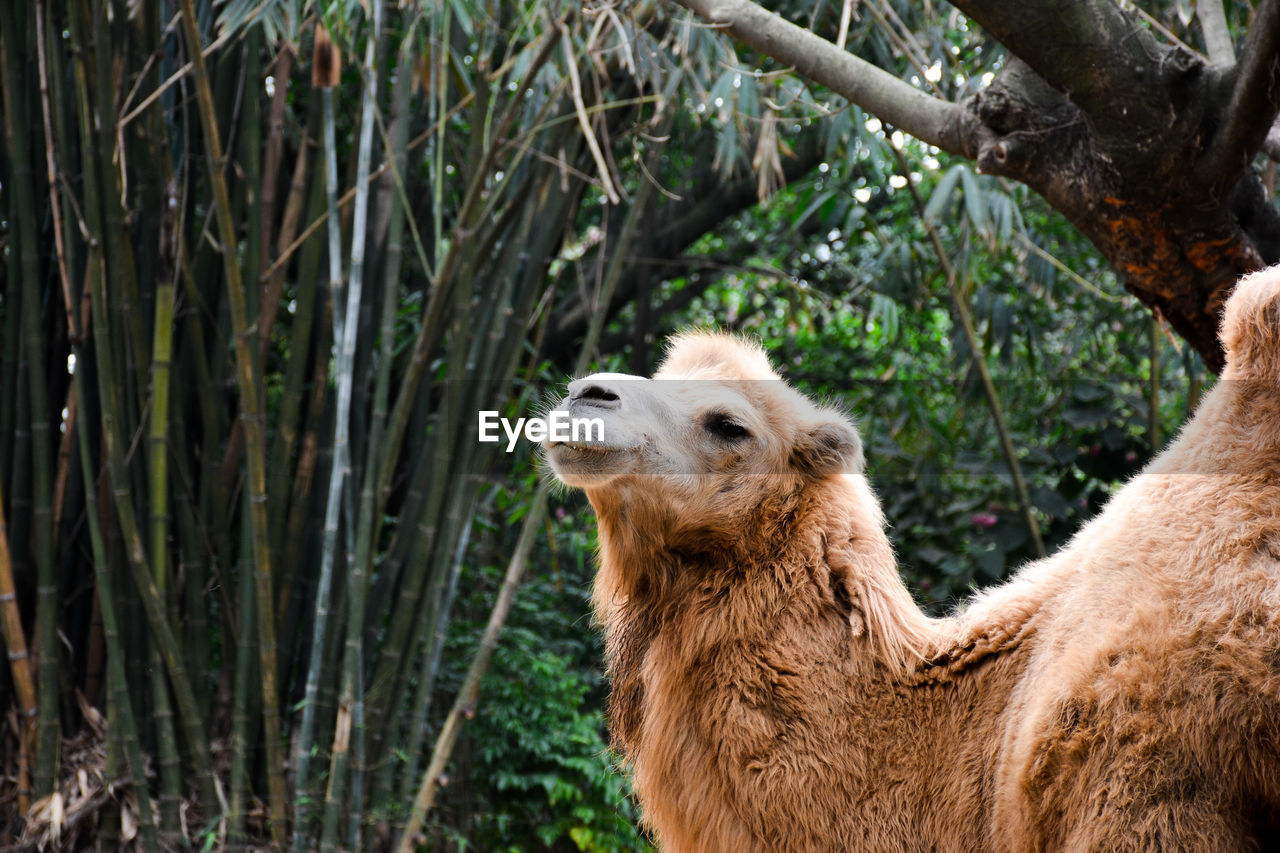 View of bactrian camel by bamboo plant