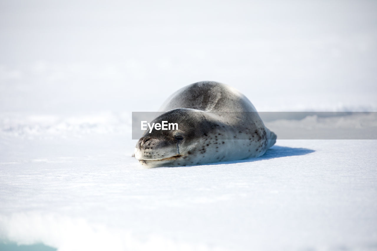 Seal relaxing on frozen sea
