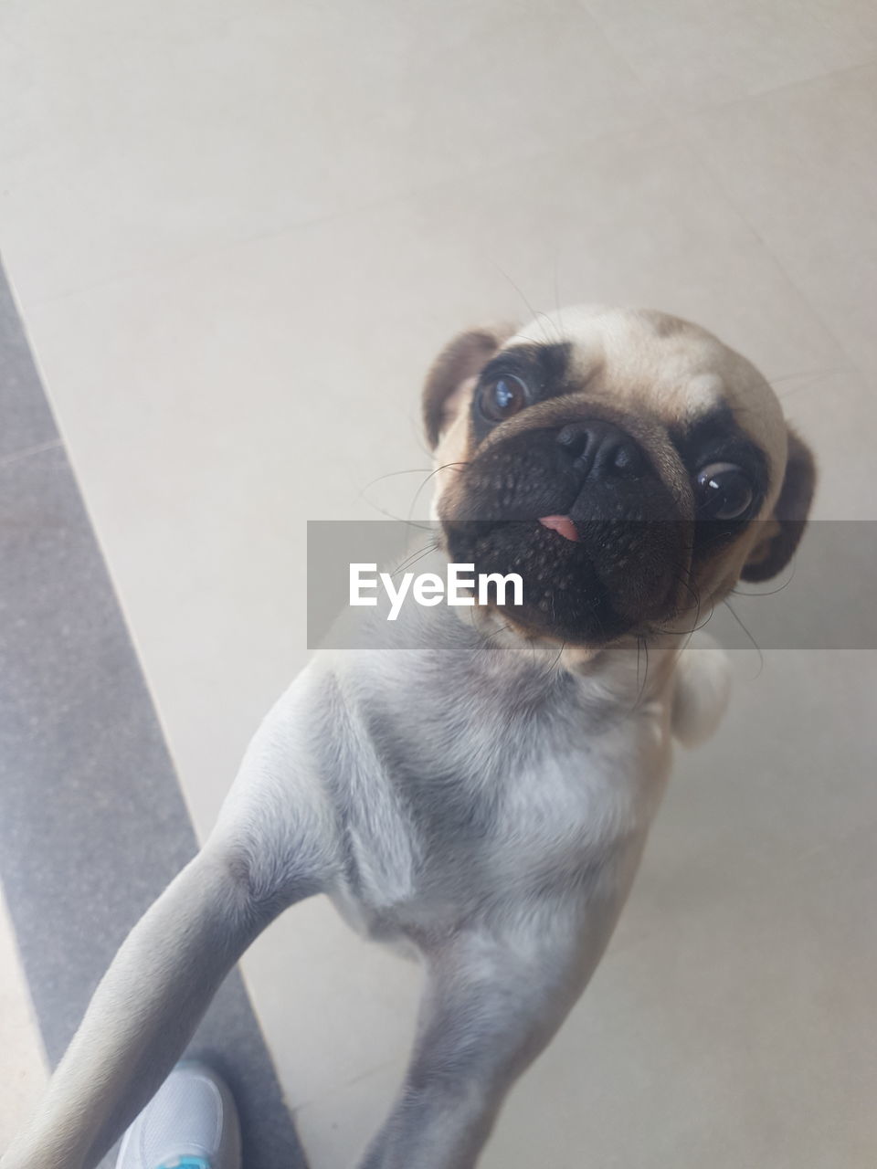 CLOSE-UP PORTRAIT OF DOG SITTING ON FLOOR