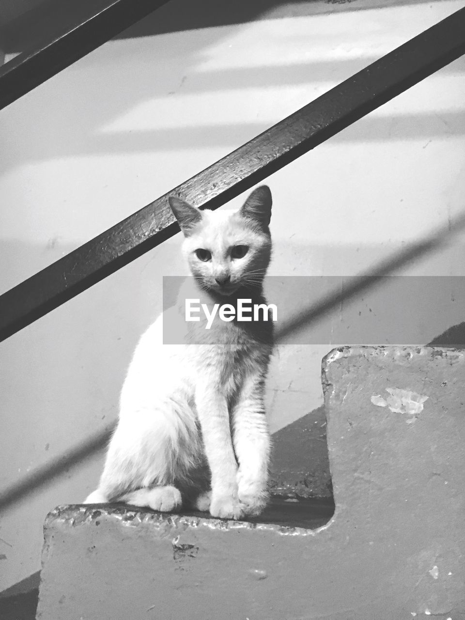 PORTRAIT OF CAT SITTING ON METAL RAILING