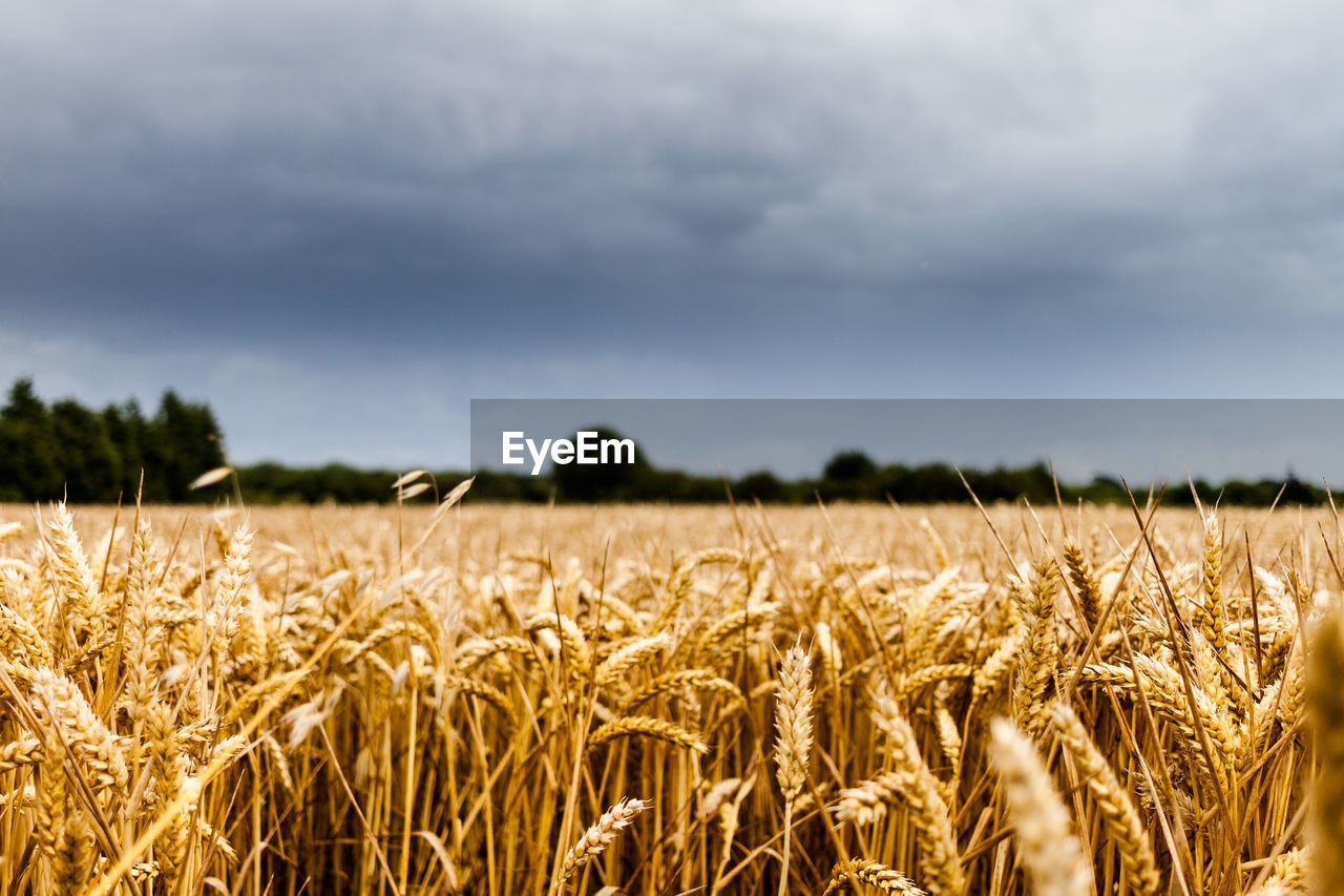 Wheat field of gold contrasted against dark sky