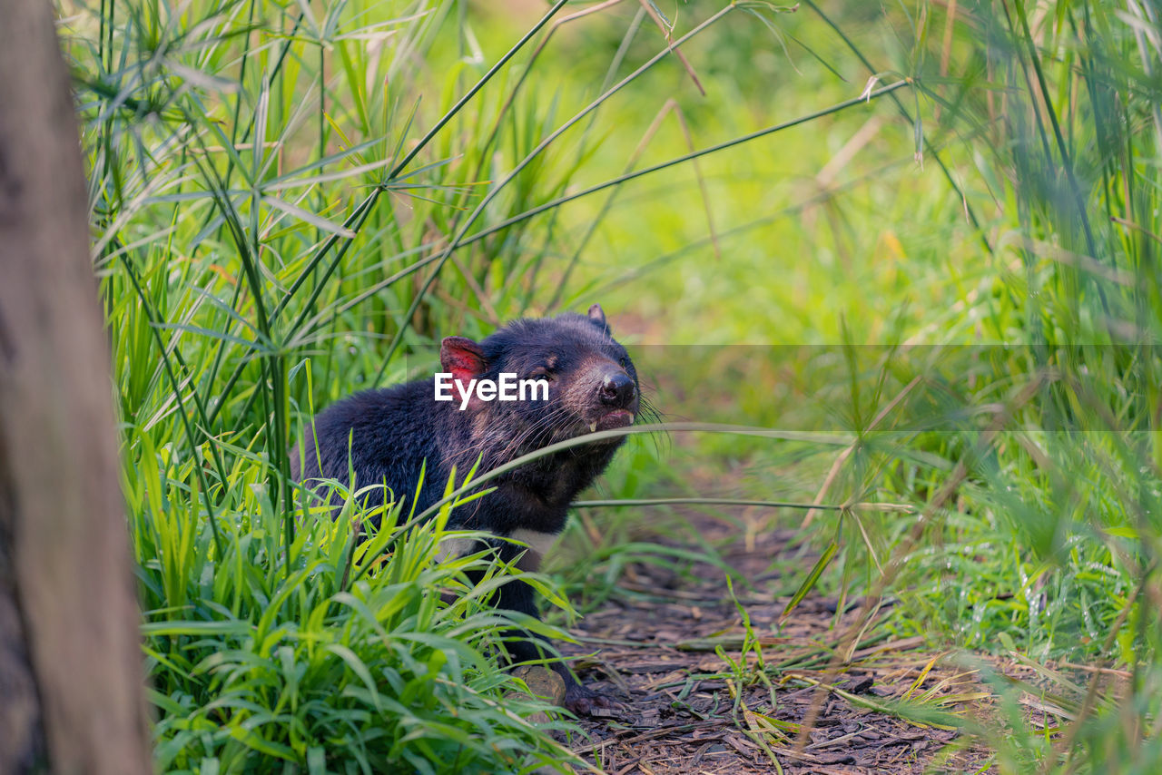 CLOSE-UP OF AN ANIMAL ON GRASS