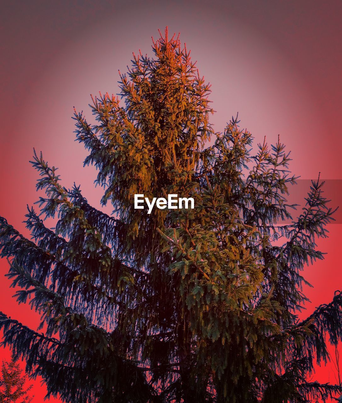 LOW ANGLE VIEW OF TREES AGAINST SKY