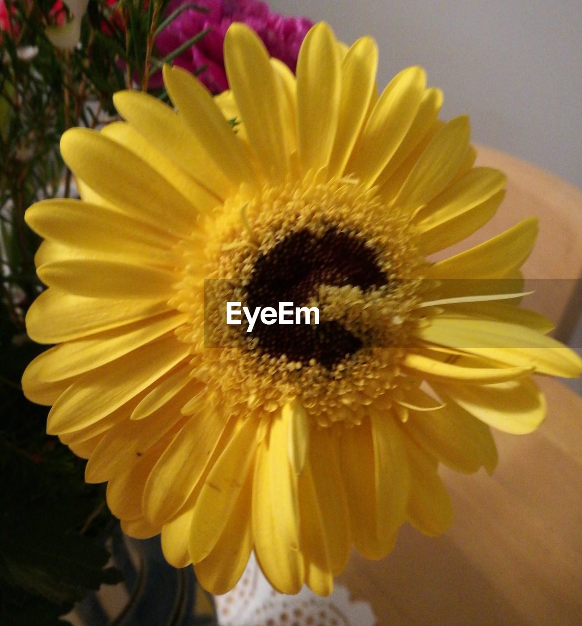 CLOSE-UP OF YELLOW SUNFLOWER BLOOMING OUTDOORS