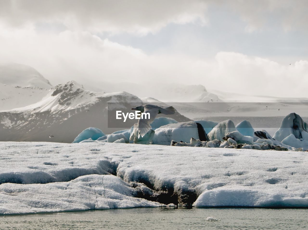 Scenic view of snowcapped landscape and bird on foreground