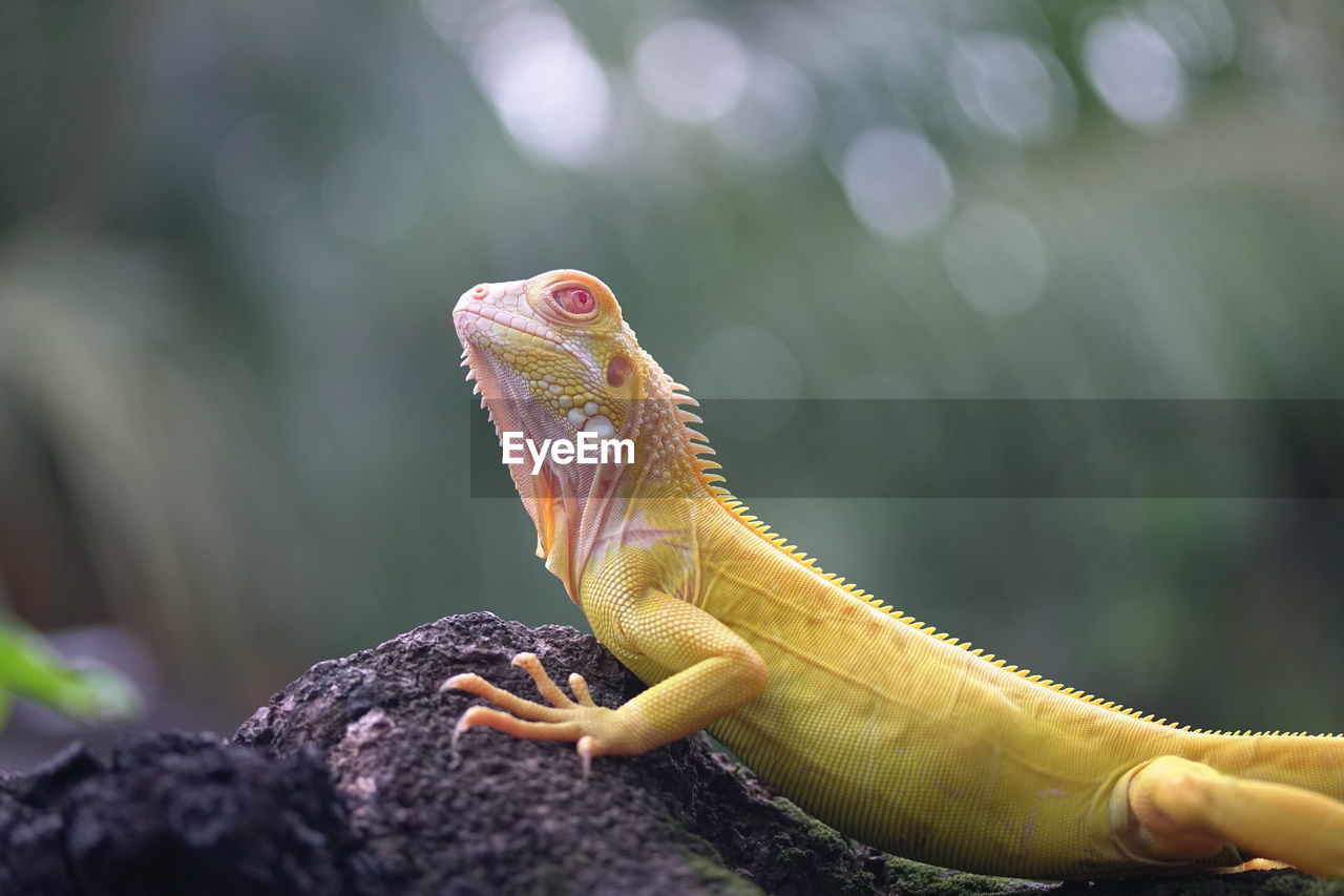 Close-up of lizard on rock