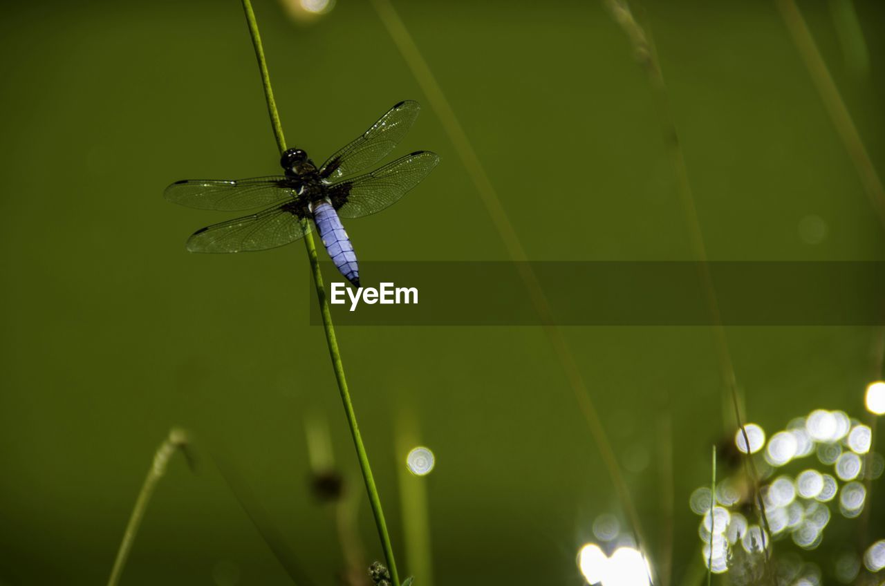 Close-up of dragonfly on plant against lake