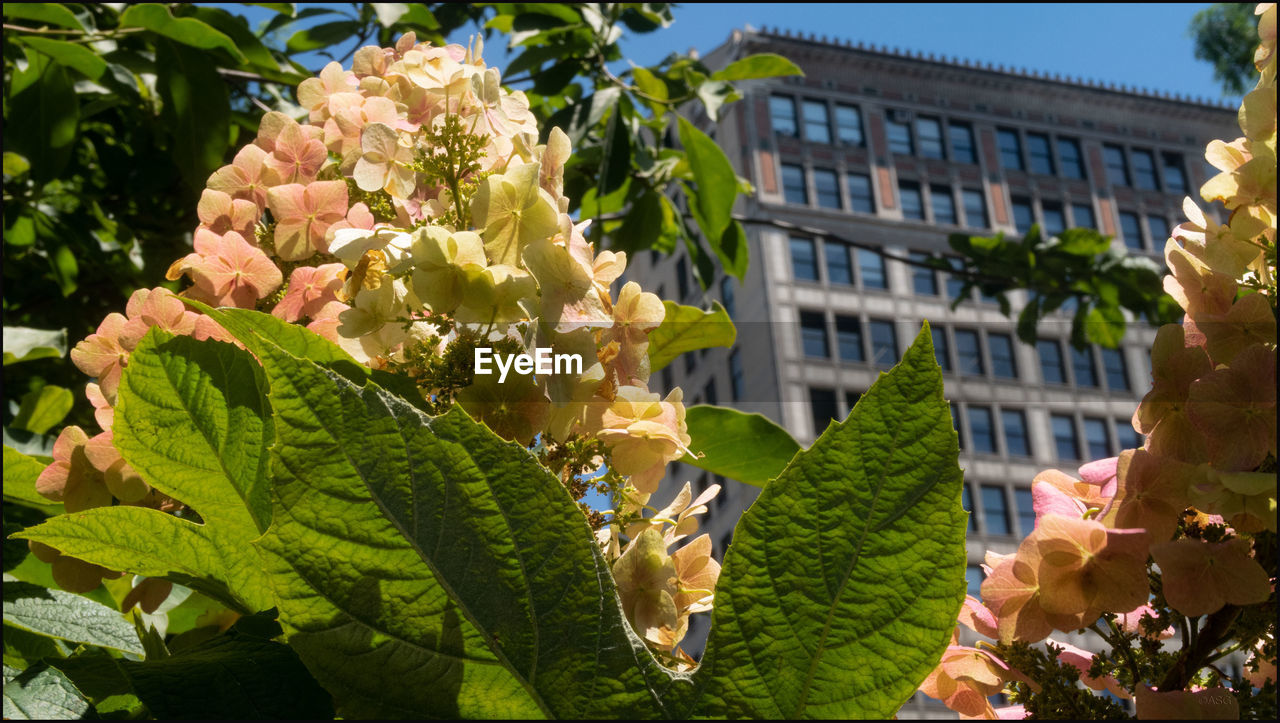 Close-up of flowering plant against building