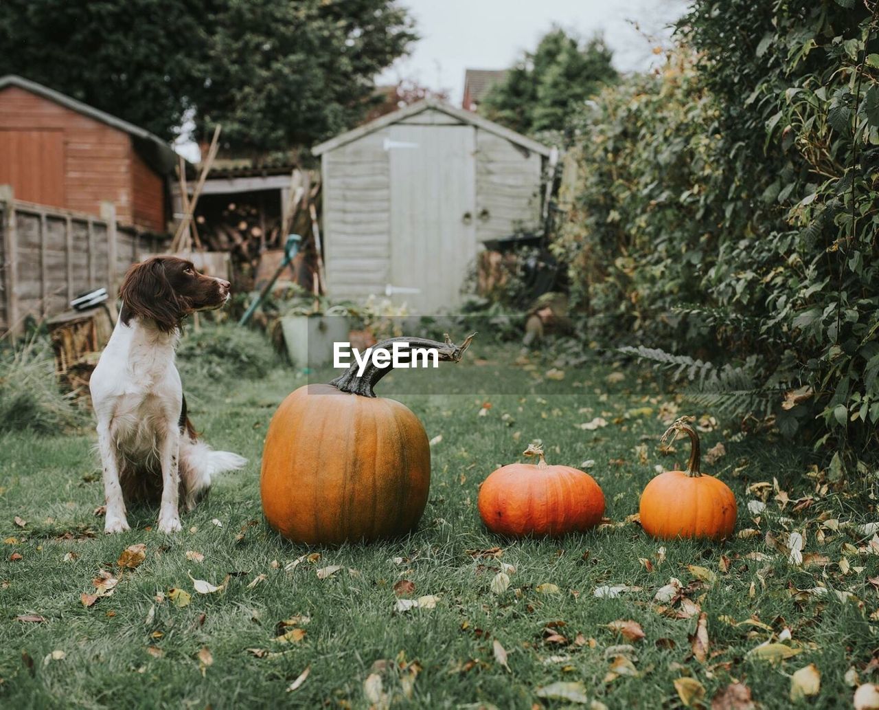 Dog sitting by pumpkins on field