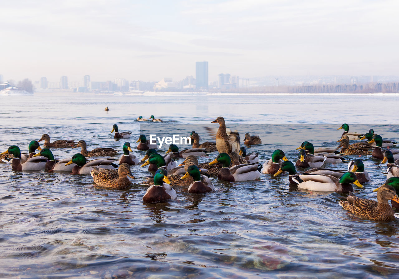 A flock of ducks are swimming in the river in winter. birds in the winter. waterfowl.