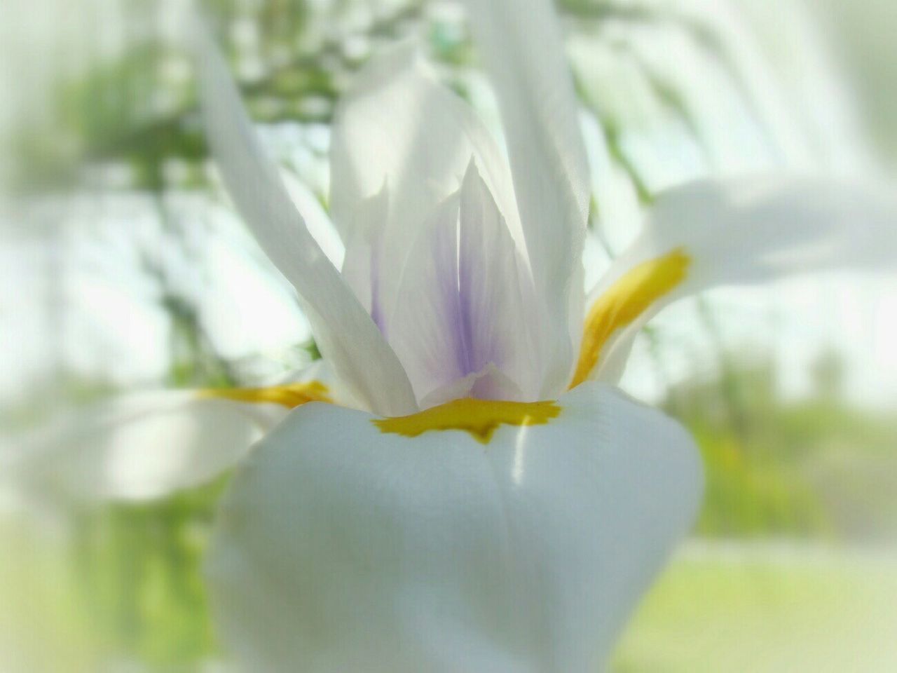 CLOSE-UP OF FLOWER BLOOMING