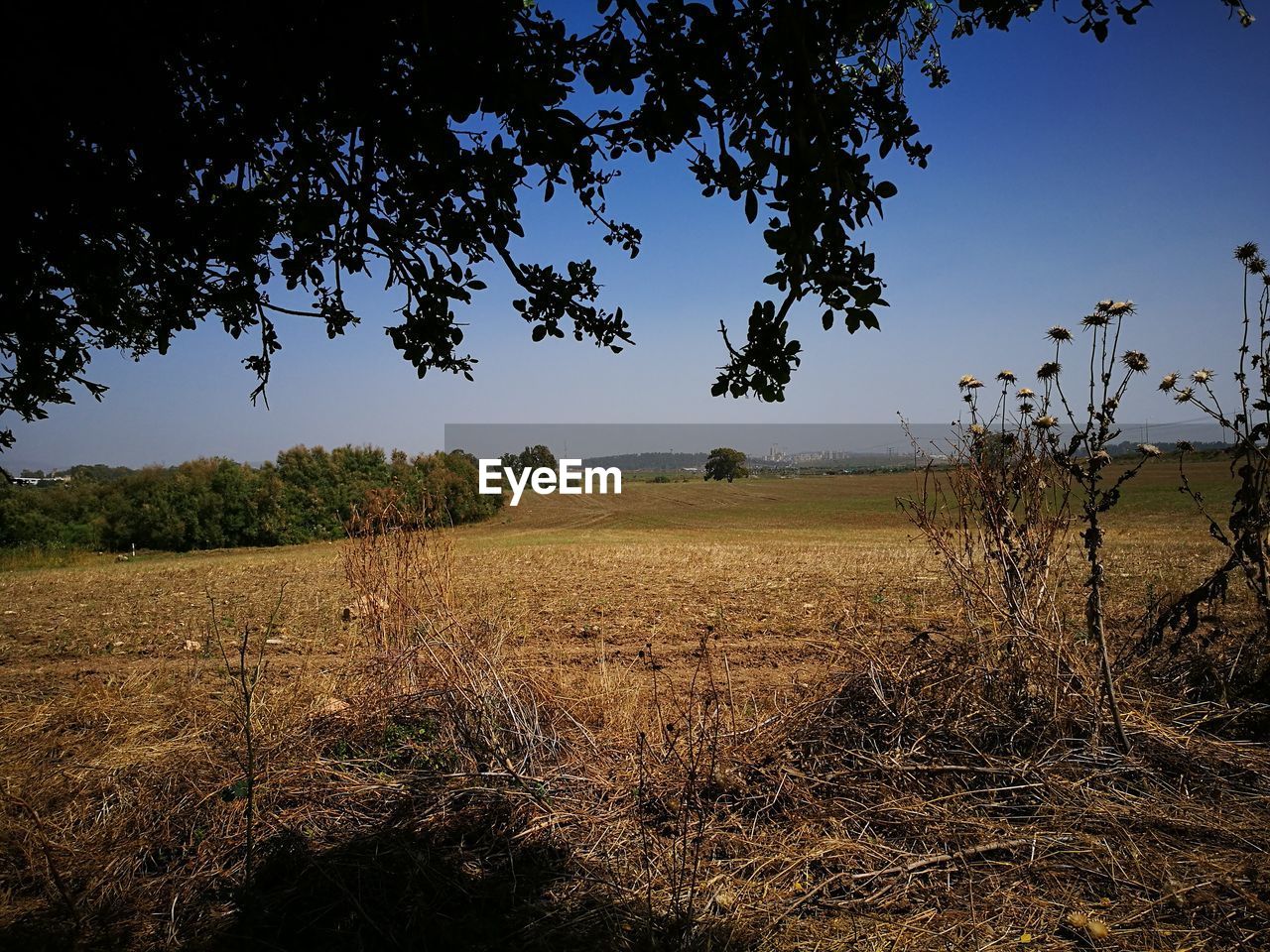 FIELD AGAINST CLEAR SKY