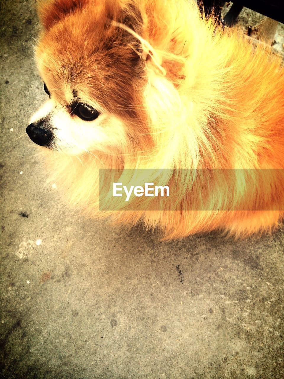 High angle view of pomeranian dog on street