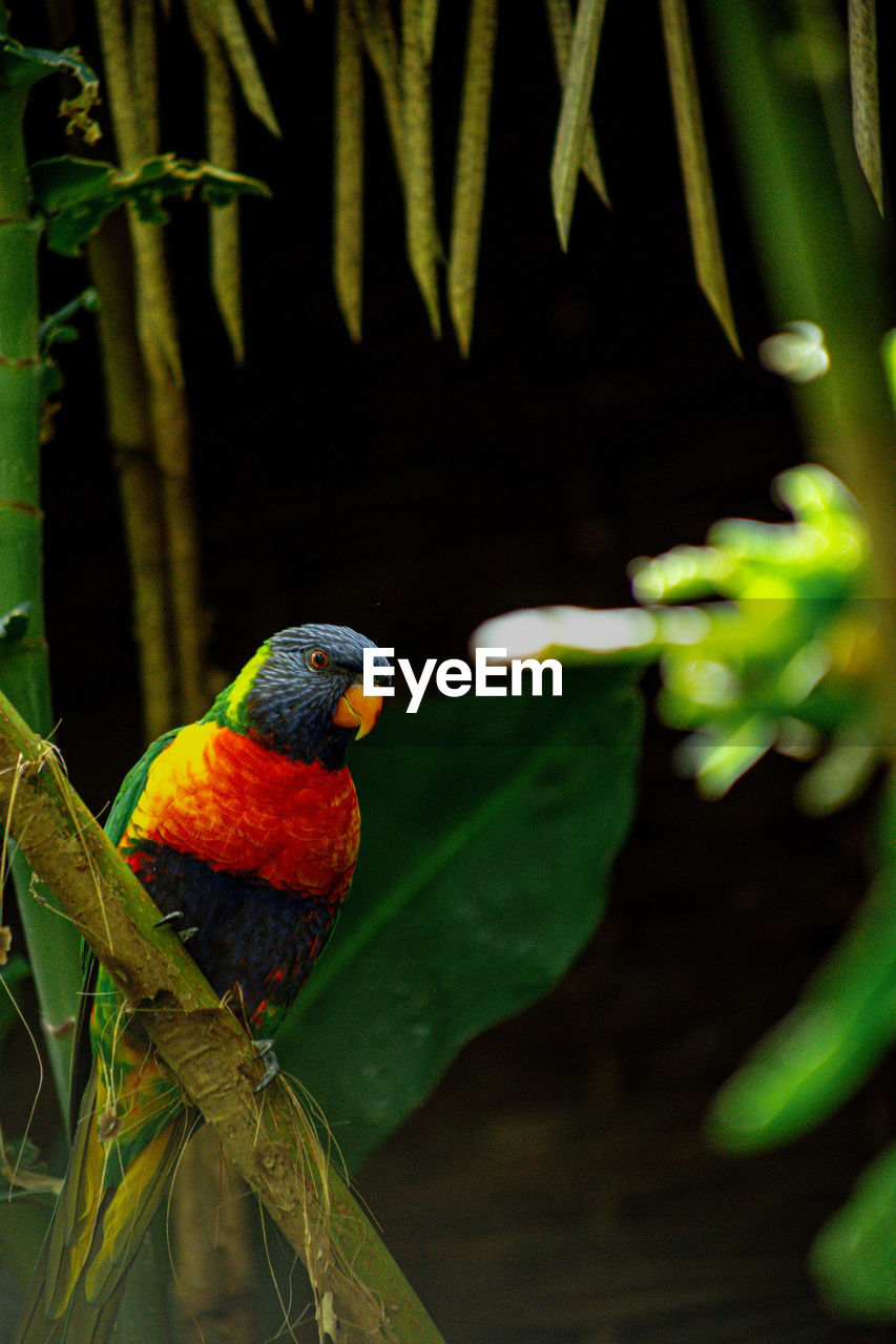 close-up of a parrot