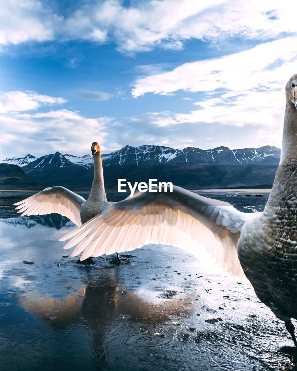 Birds perching on lakeshore against mountains and sky during winter