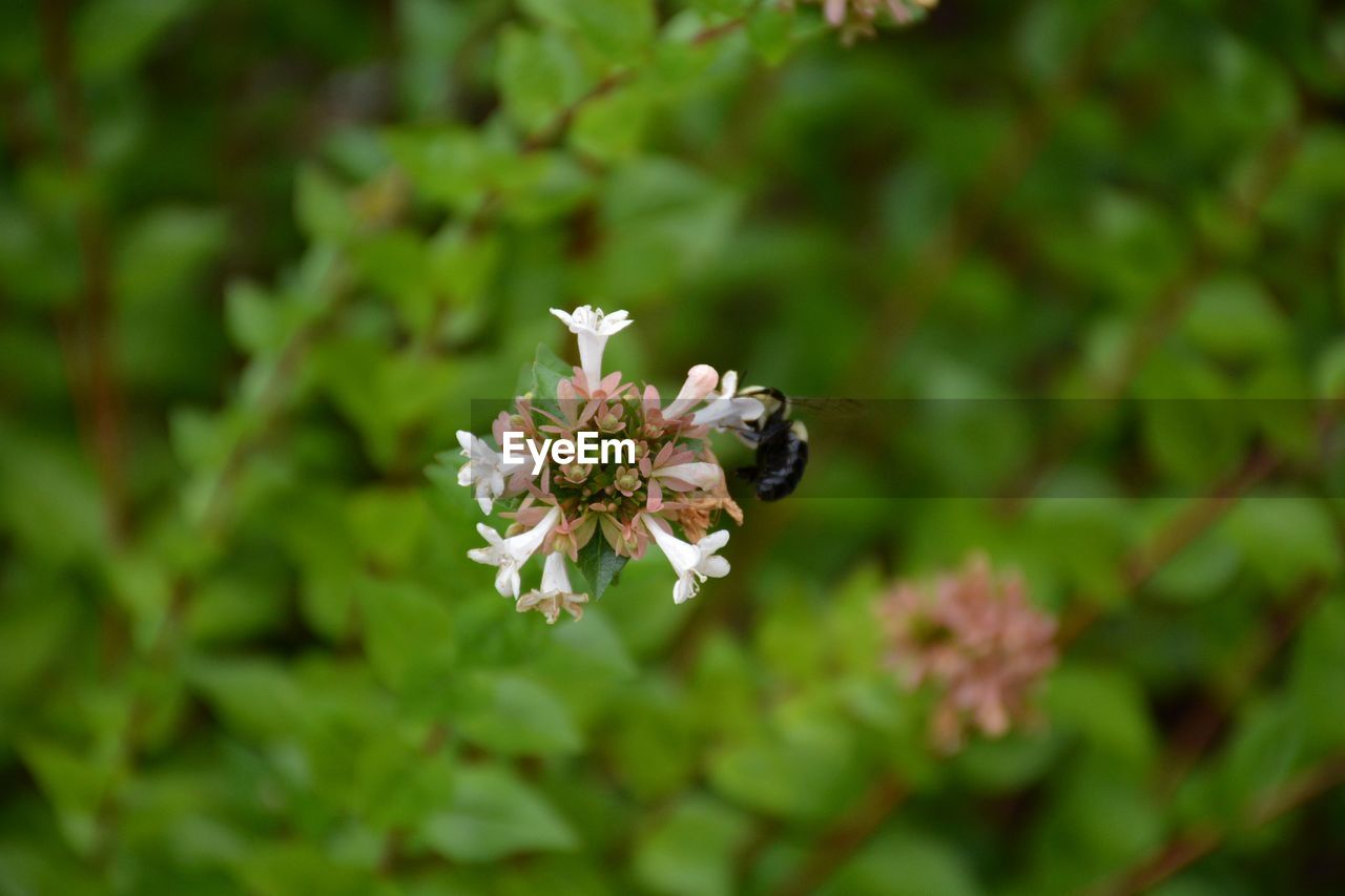 CLOSE-UP OF INSECT POLLINATING ON FLOWER