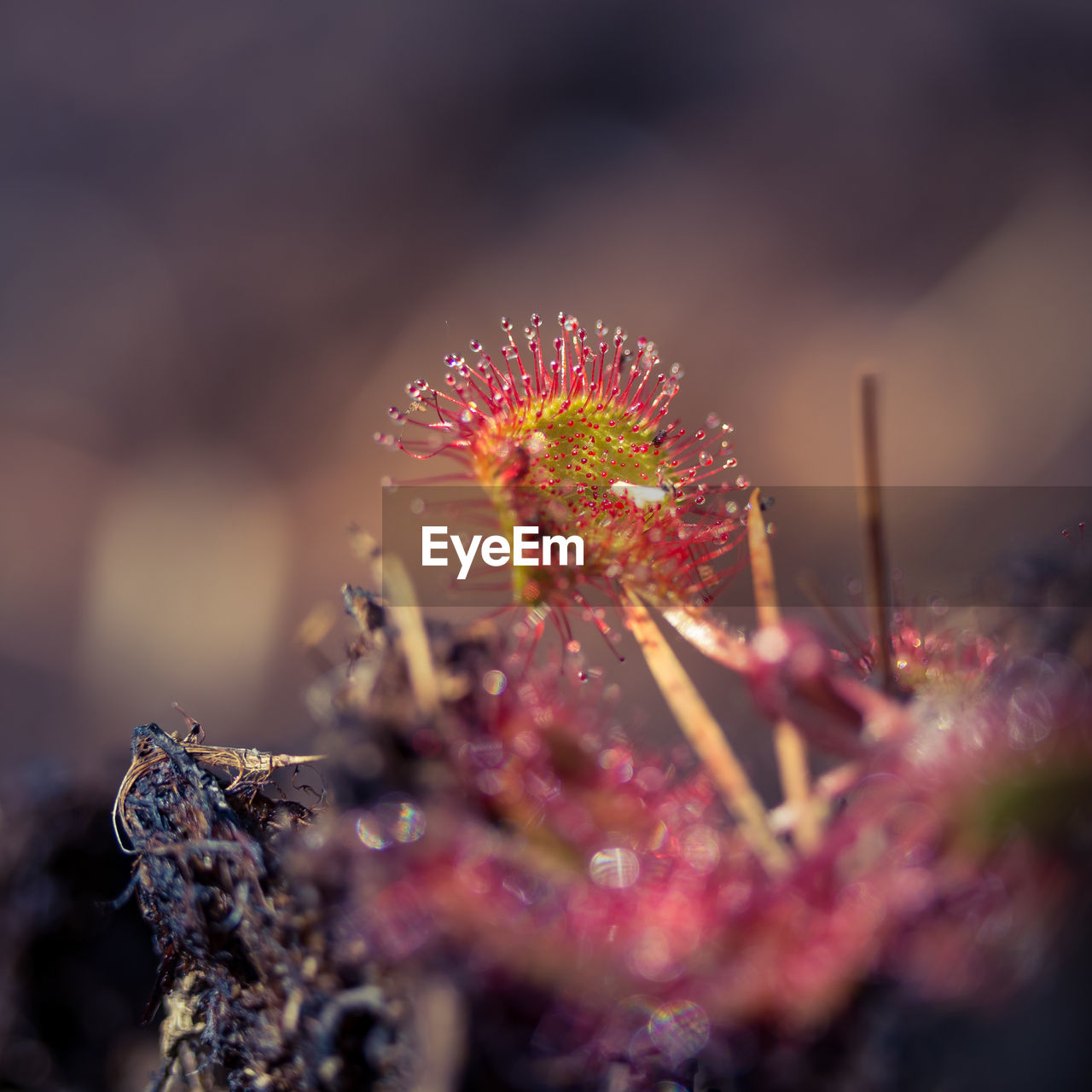 A beautiful sundew growing in the wetlands. sundew leaves. carnivorous plant in northern europe.