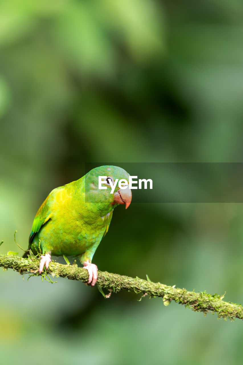 close-up of bird perching on branch