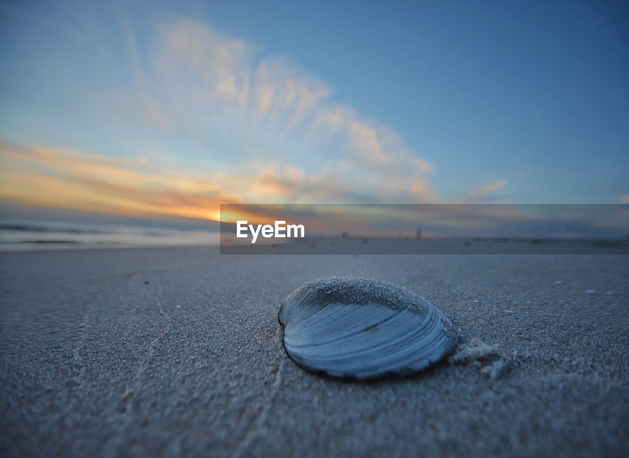 CLOSE-UP OF SEASHELL ON BEACH