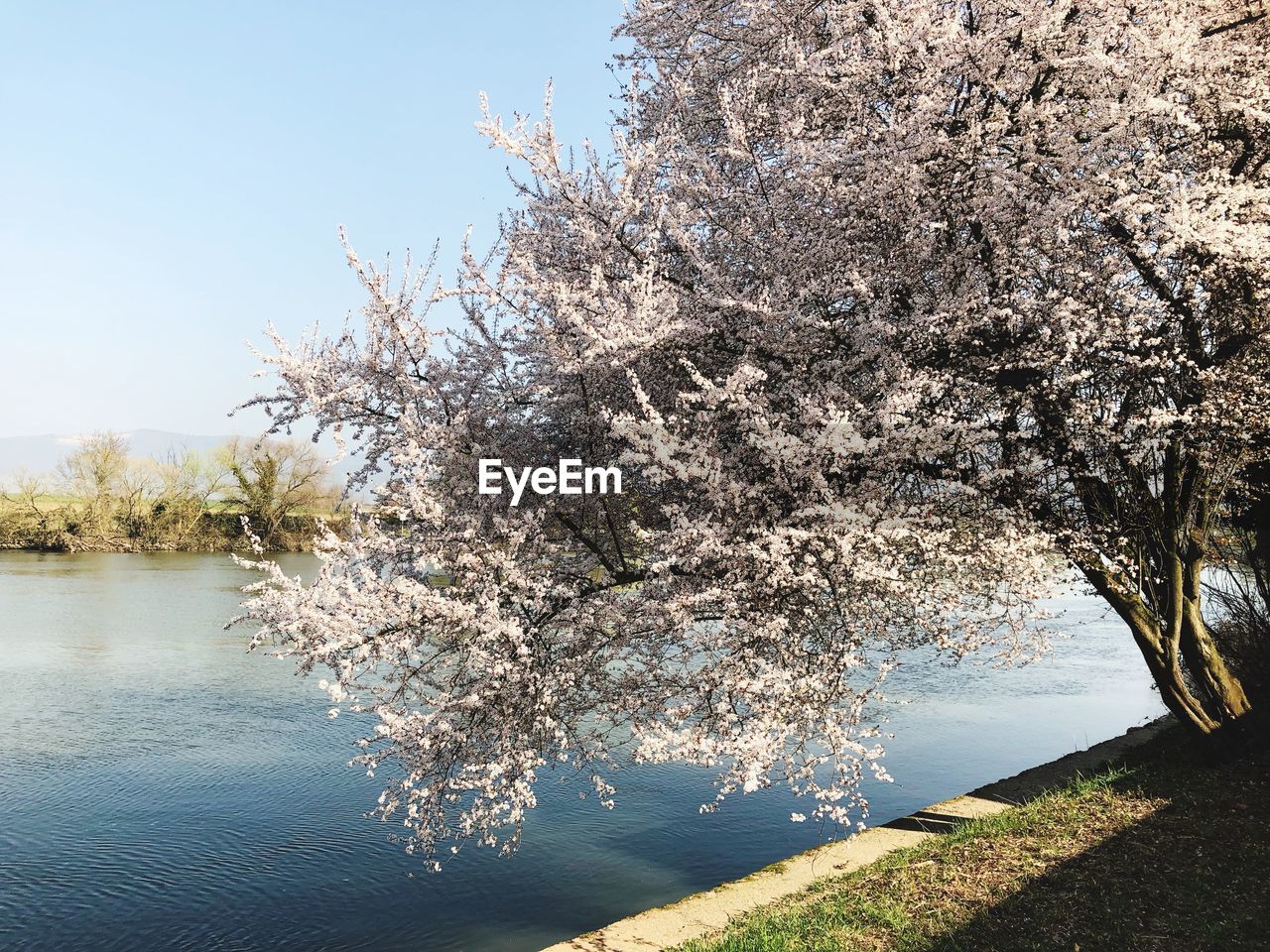 VIEW OF CHERRY BLOSSOM AGAINST SKY