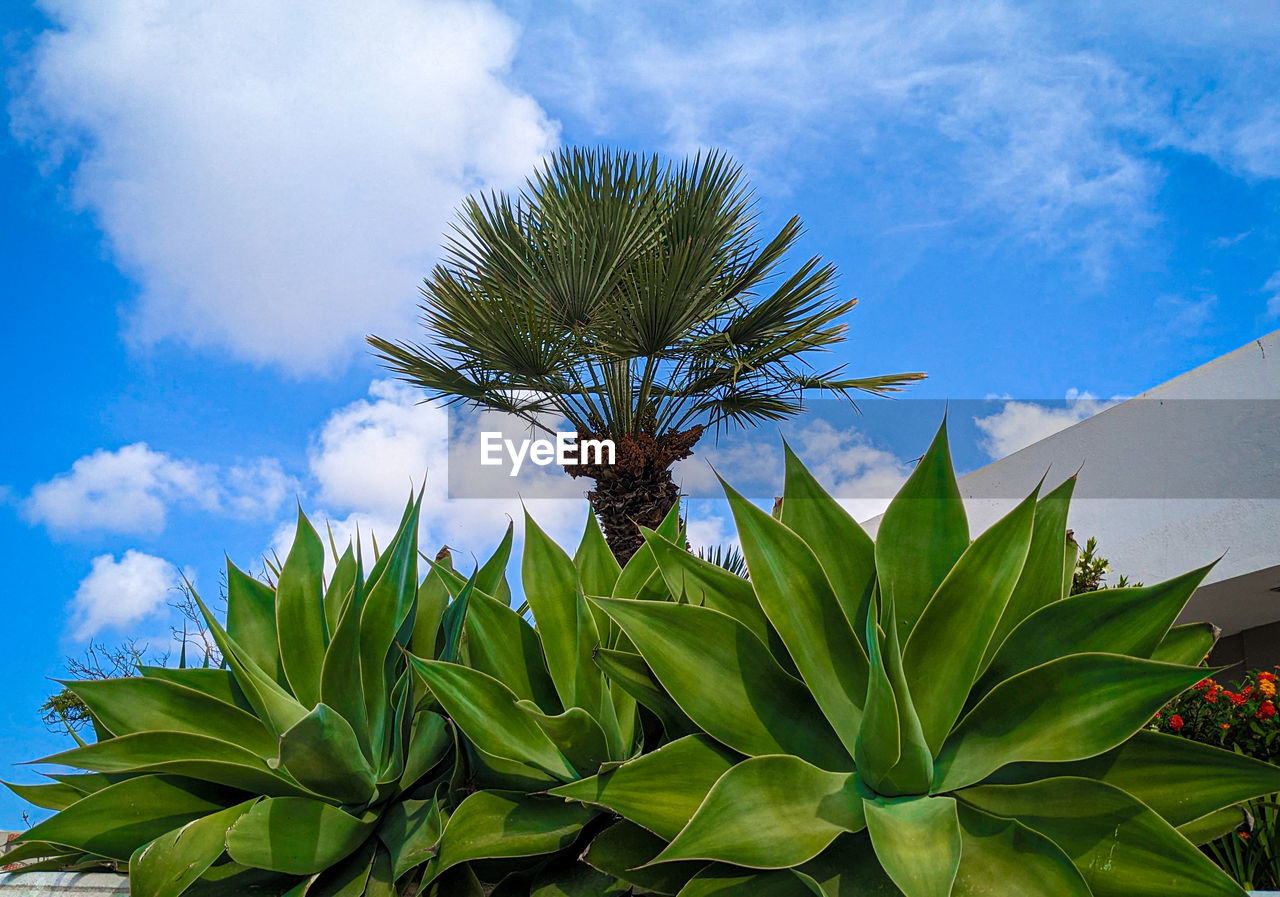 plant, sky, leaf, cloud, nature, plant part, flower, tree, palm tree, growth, tropical climate, green, blue, beauty in nature, no people, agave, environment, outdoors, food and drink, food, tropics, day, low angle view, land, grass