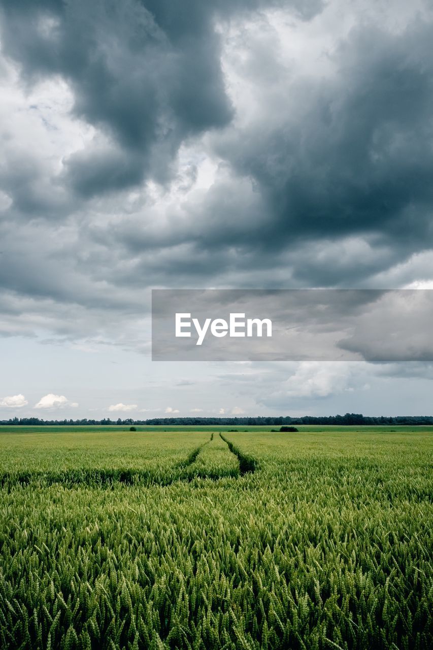 Scenic view of agricultural field against sky