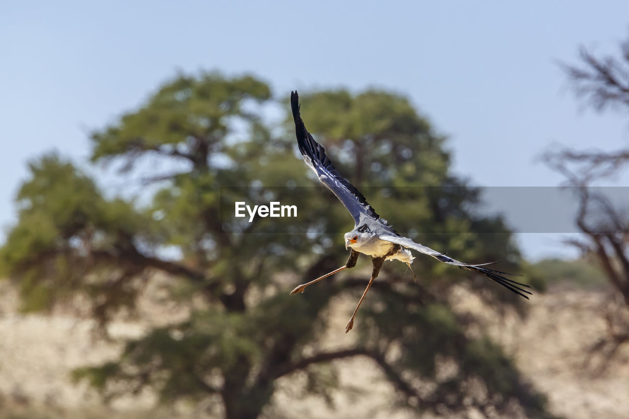 LOW ANGLE VIEW OF A BIRD FLYING