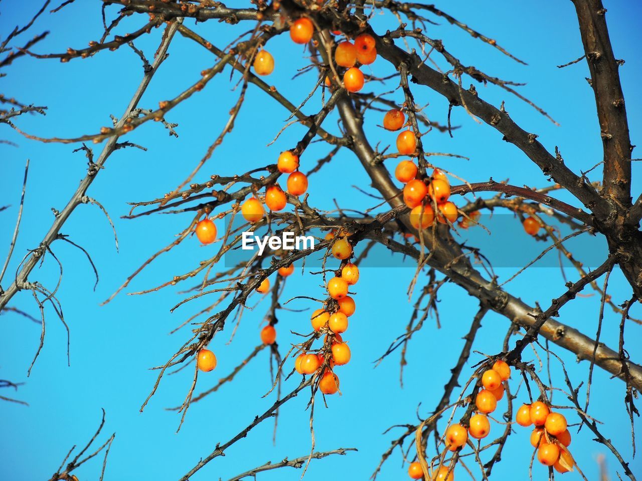 Low angle view of trees against clear sky